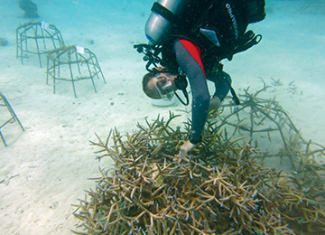 Coral reef conservation