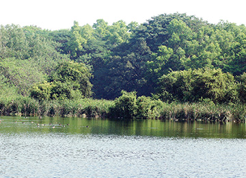 Tata Motors' Wetland Habitat