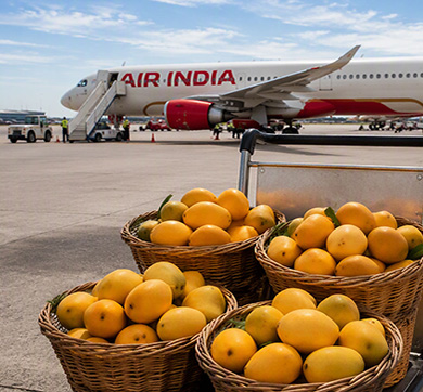 The Great Mango Airlift 