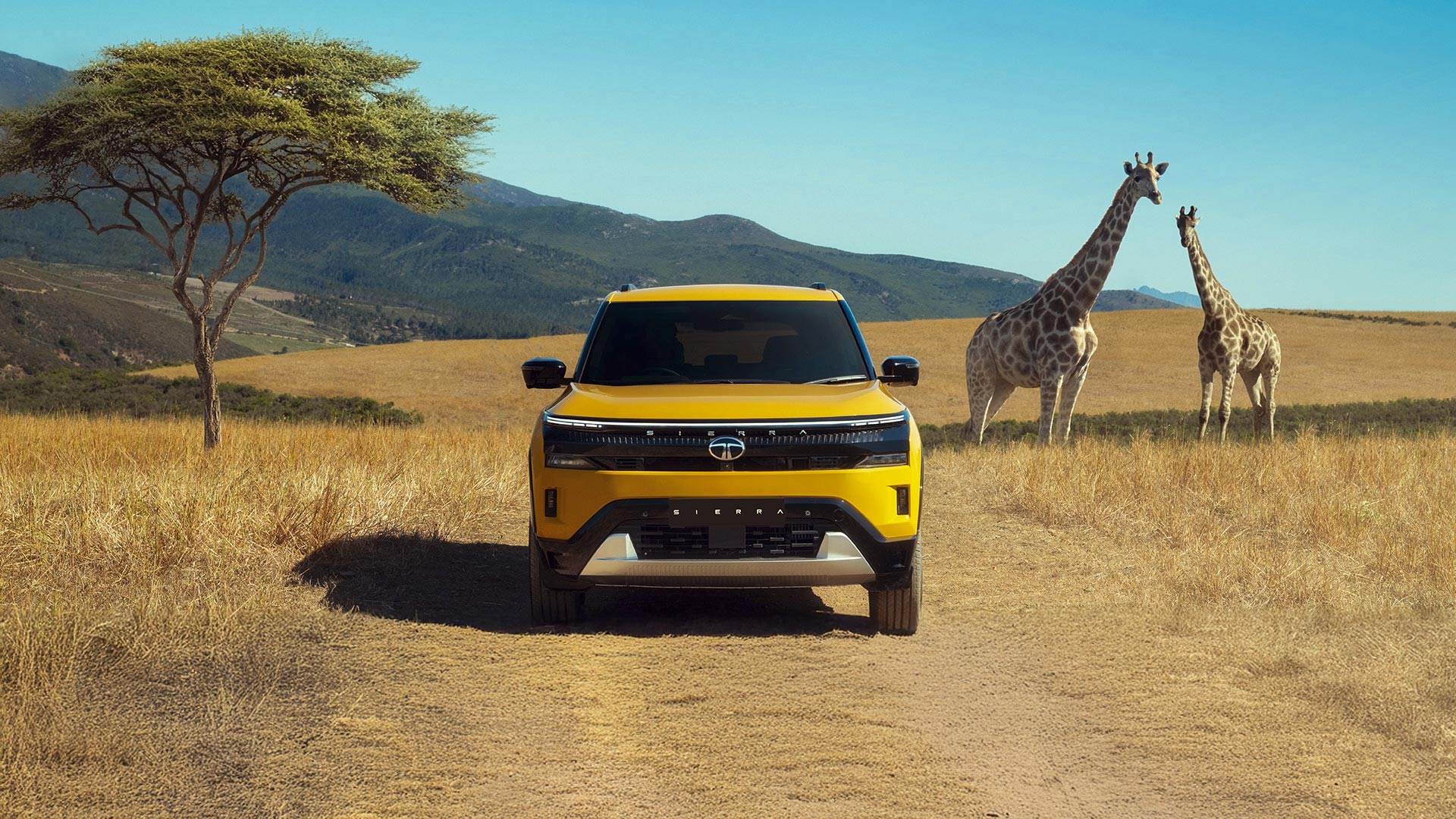 Sierra and a giraffe