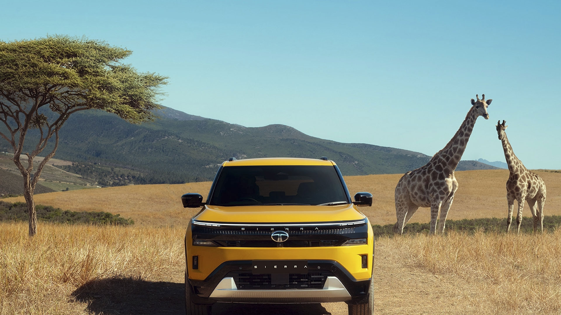 Sierra and a giraffe