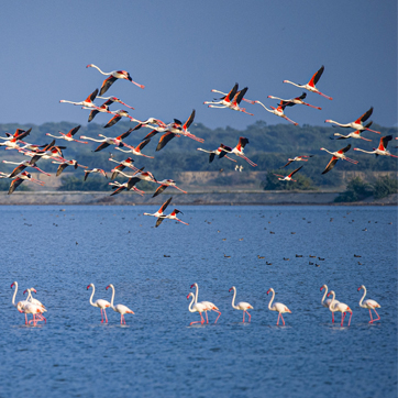 Bird conservation efforts by Tata companies are giving a new lease of life to these sentinels of nature.