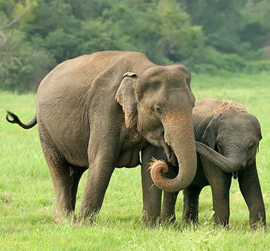 Jumbo Challenge Accepted