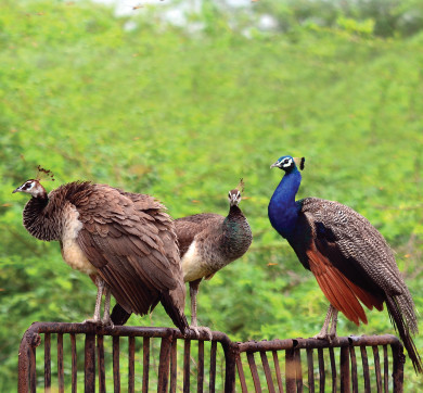 A 150-Acre Home To Endangered Species