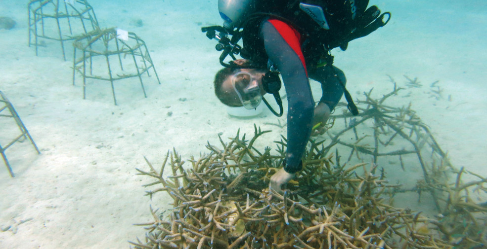 Taj Group’s ‘reef recharge’ project is a joint effort by Taj Exotica Resort and Spa and Ocean Dive Maldives to increase coral coverage