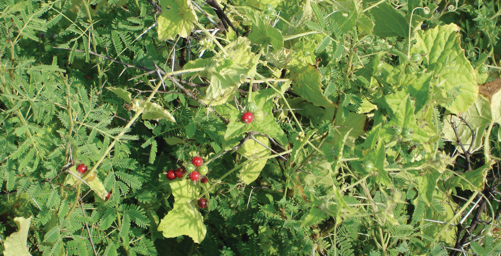 Tata Chemicals' botanical reserve in Mithapur is home to several threatened species of birds and animals