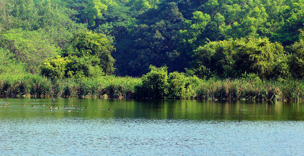 Tata Motors plant hosts a wetland habitat that is a haven for migratory birds