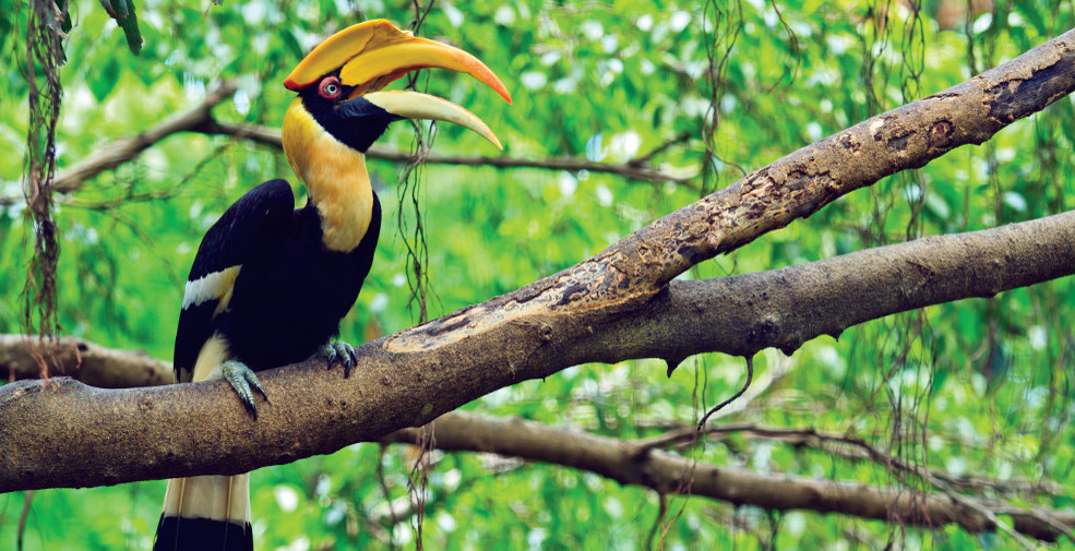 The Great Indian Hornbill is being protected by Tata Coffee in its plantations