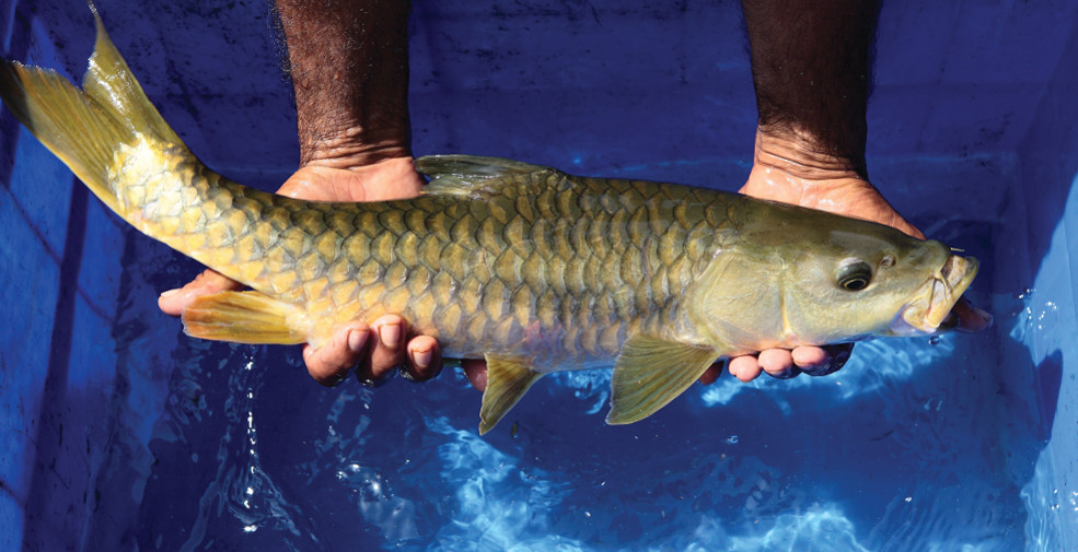 Tata Power's mahseer conservation programme has been active for 45 years