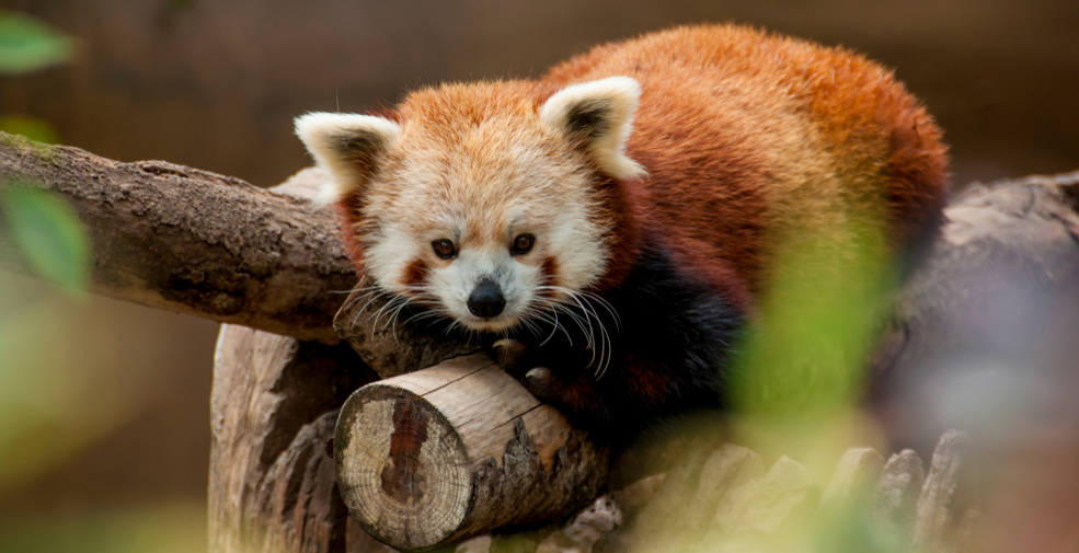 The Red Panda's shrinking habitat has put it on the endangered list