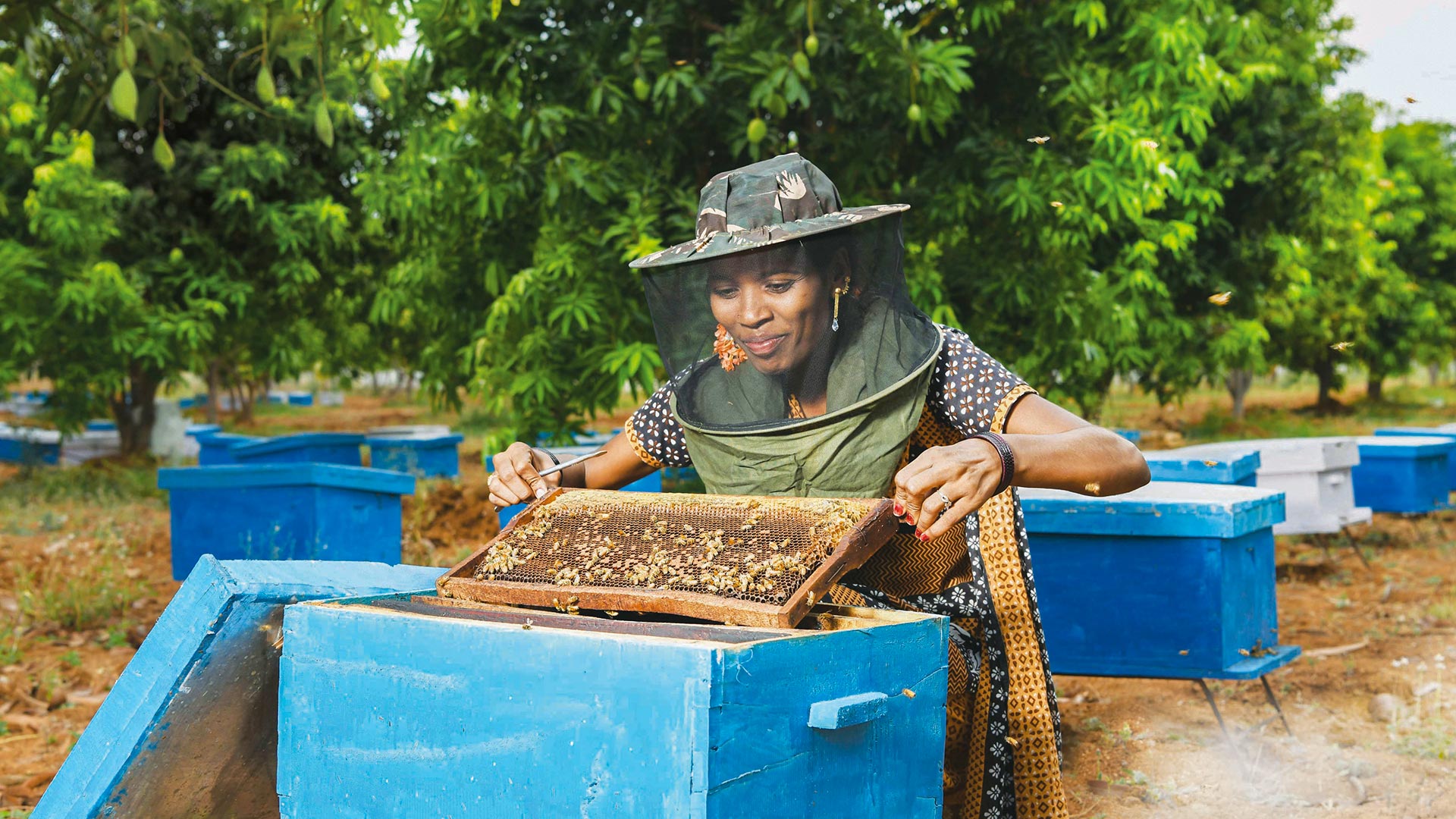 Beekeeping project Tata Trusts Chittoor