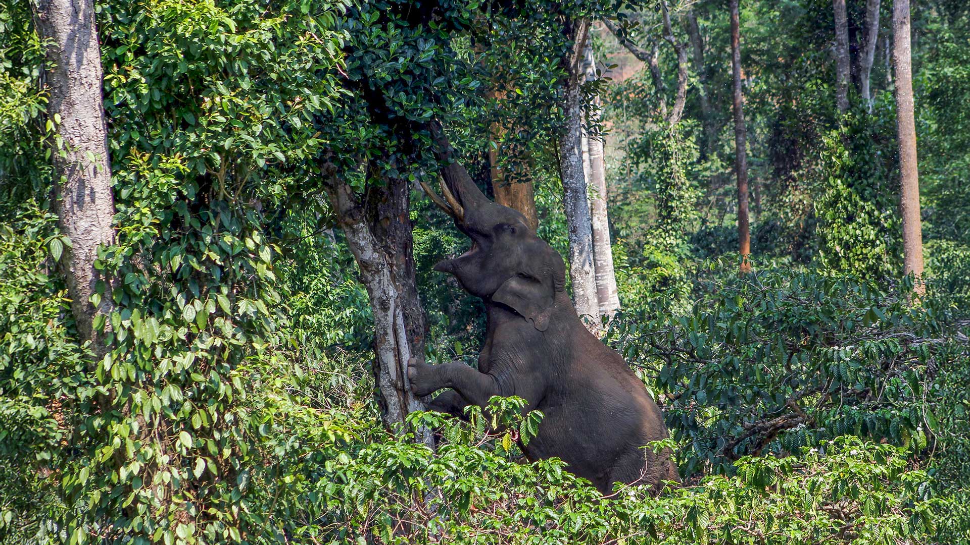 Elephant human conflict Tata Coffee