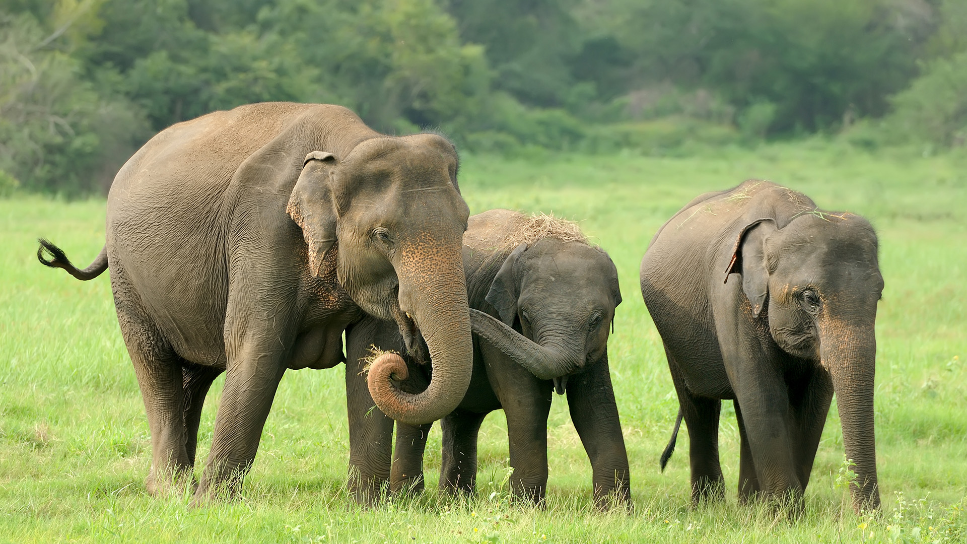 Elephant conservation across Tata group