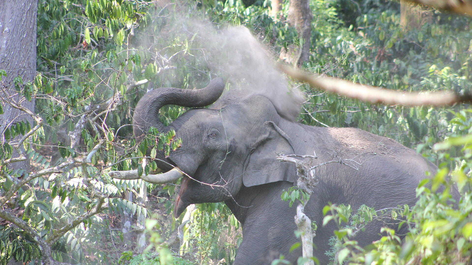 Elephant conservation