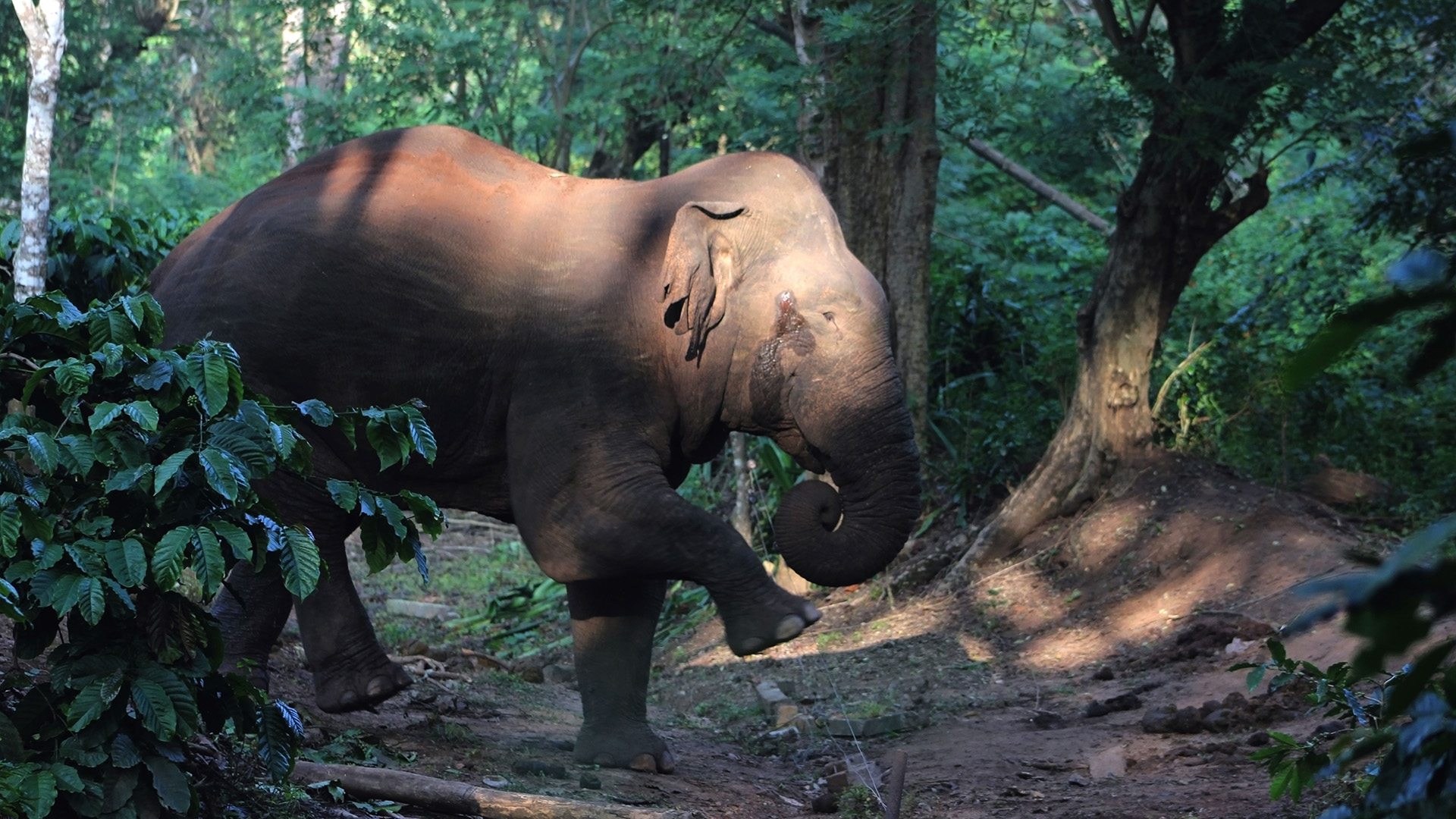 Elephant conservation tata group