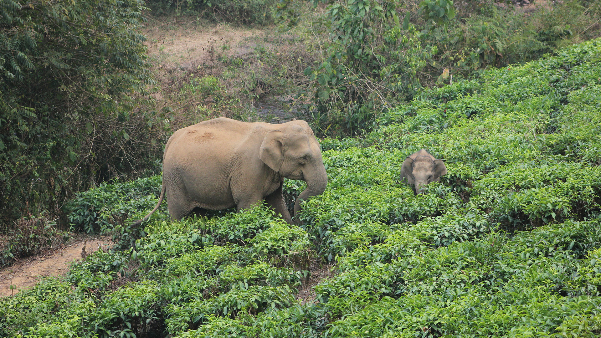 Elephant conservation Tata group