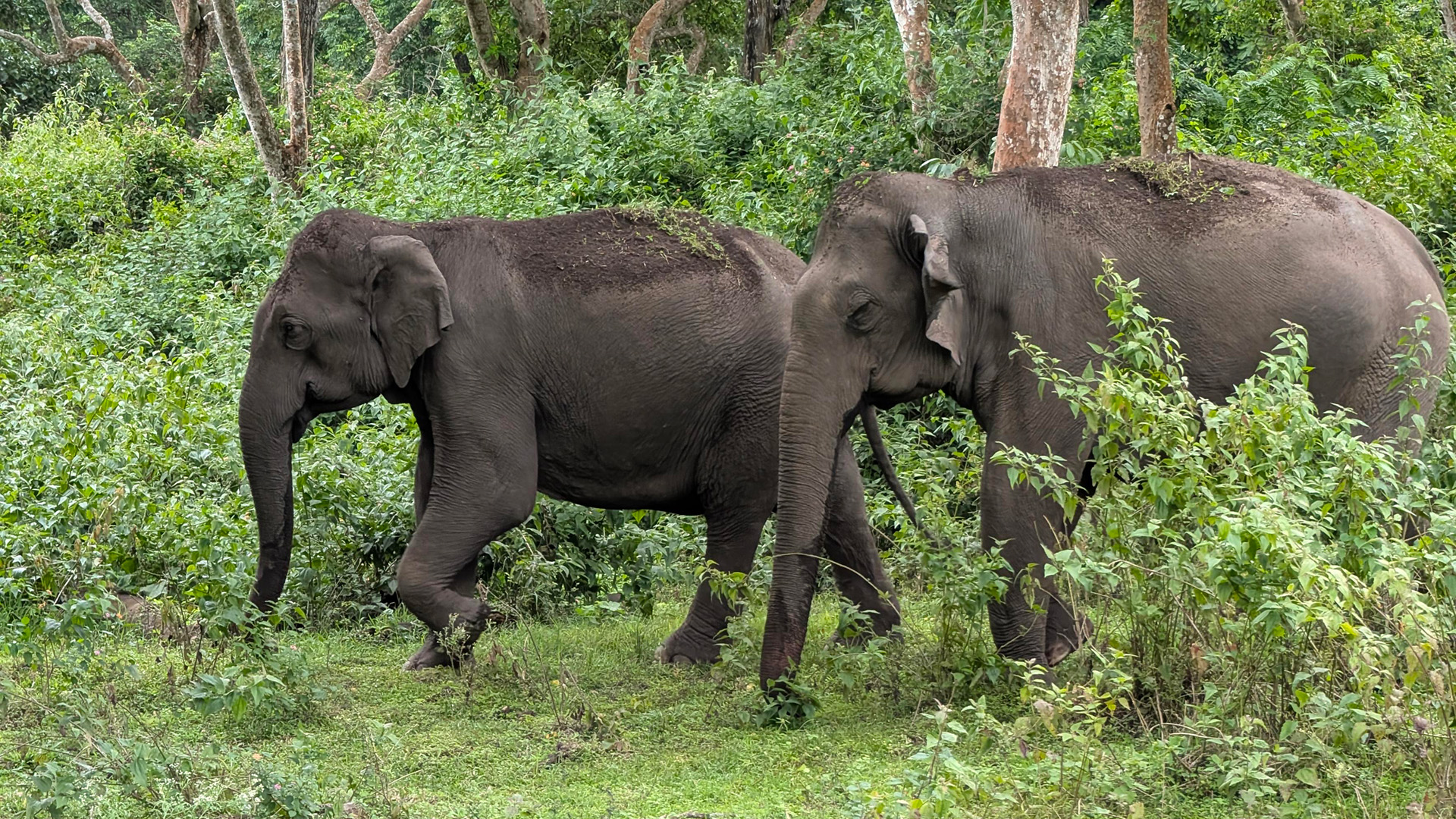 Elephant conservation