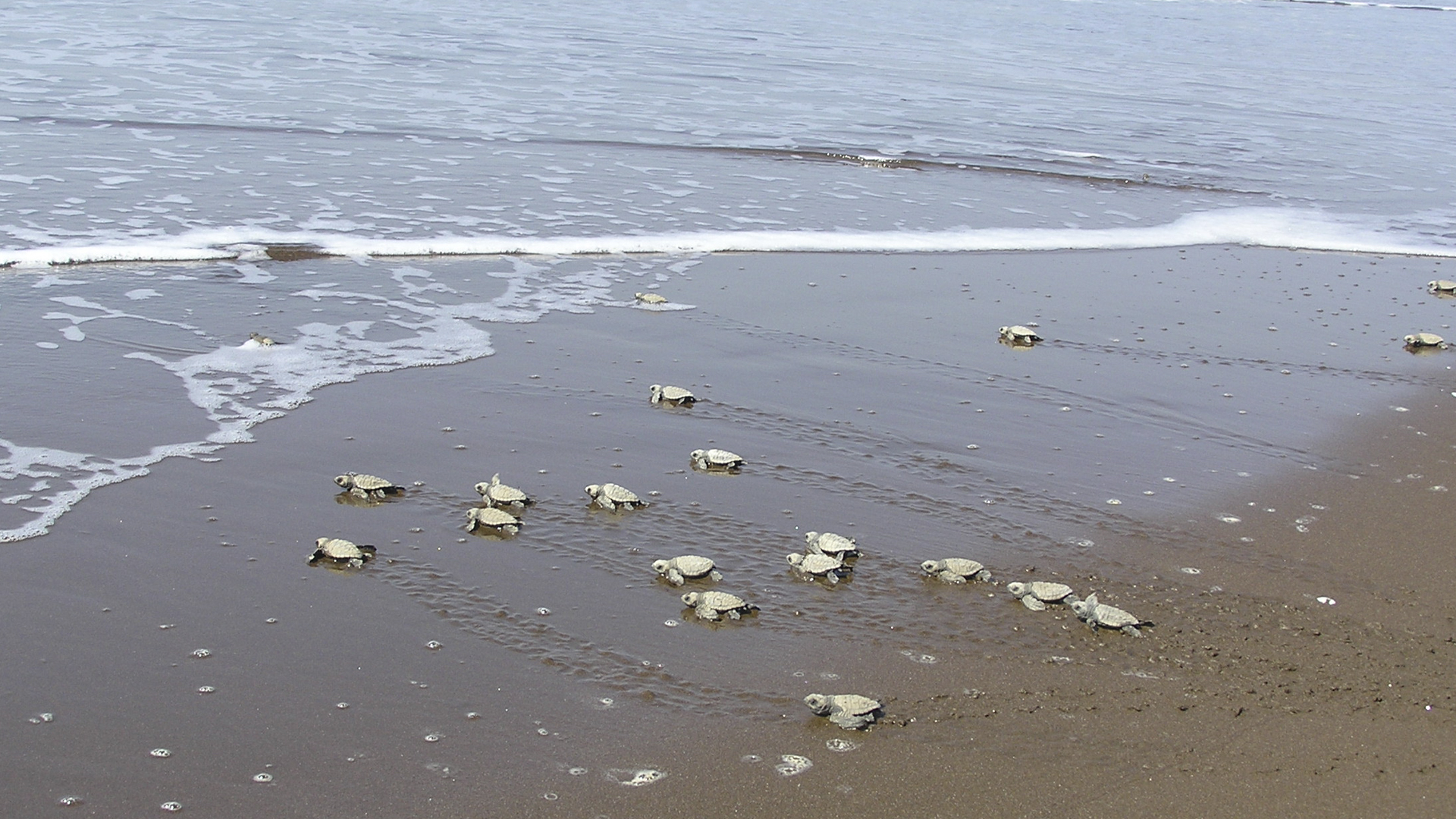 Olive Ridley Conservation