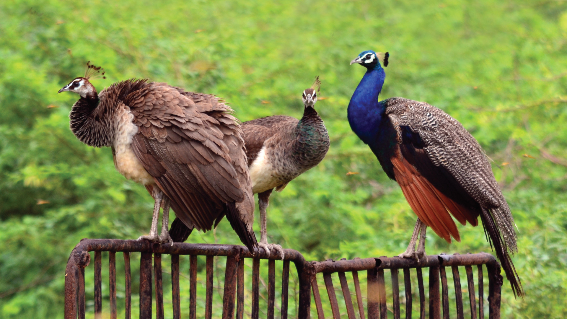 Peafowls at Tata Chemicals' Biodiversity Park in Mithapur, Gujarat
