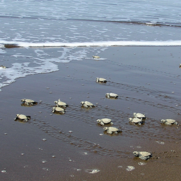 Saving The Olive Ridley